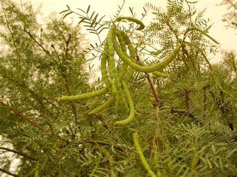 mesquite tree seed pods | Pics4Learning