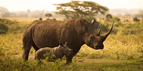 How Many Rhinos Are Left in the World in 2024? | Greentumble