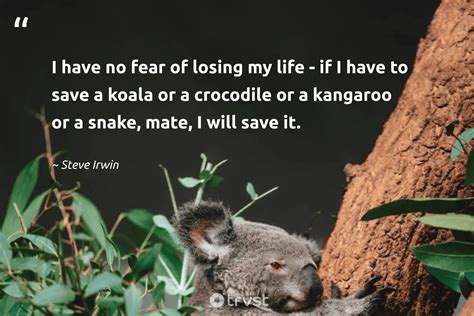 15 Koala Quotes About The Sleepy Marsupials