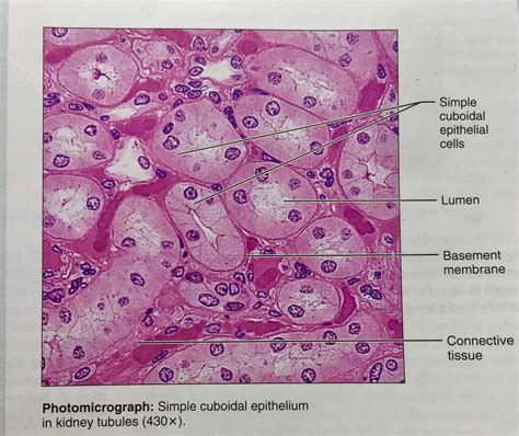 Stratified Cuboidal Epithelium Diagram