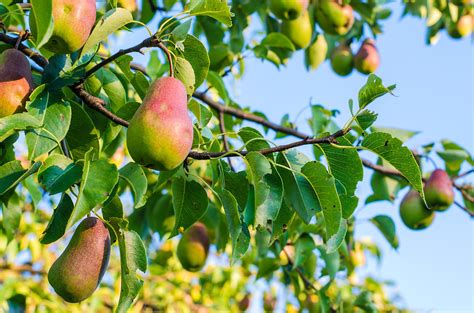 12 Best Types of Pear Trees to Grow