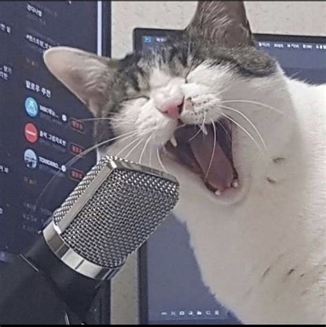 Gerador de memes Cat Singing into Microphone