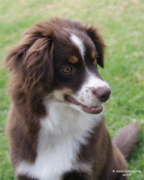 Nav-ah a 5.5 month old Red Tri Miniature American Shepherd puppy (aka ...