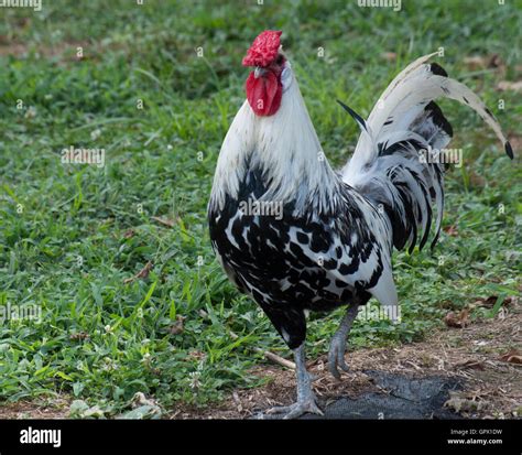 Wyandotte Rooster High Resolution Stock Photography and Images - Alamy