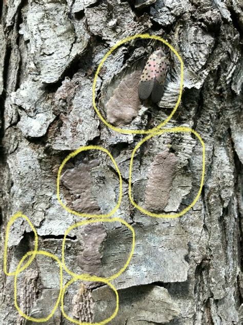 how do spotted lanternflies damage trees - Jasmin Blalock