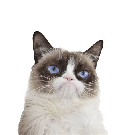 Grumpy Cat Blue Eyes transparent PNG - StickPNG