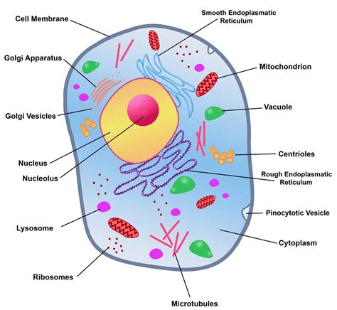 Diagram Of A Cell Structure Cell Animal Structures Genome In