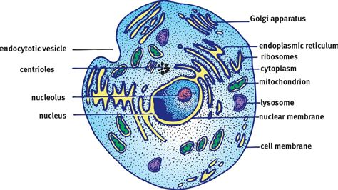 Eukaryotic Cell | www.pixshark.com - Images Galleries With A Bite!