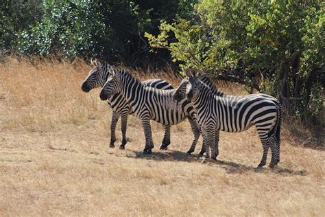 Akagera National Park - Kagera Safaris