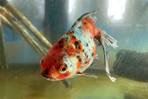 What Are Those Black Spots On Your Goldfish? Alarming Or Easy To Cure?