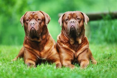 9 of the World's Largest Dog Breeds