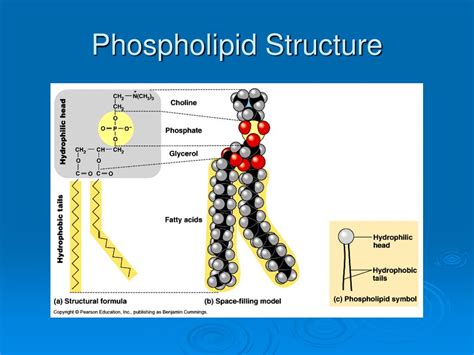 Phospholipid Diagram