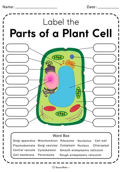 Plant Cell Diagram Worksheet - Printable Word Searches