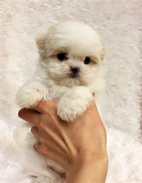 Tiny Teacup Maltese Puppy! California Los angeles puppy for sale ...