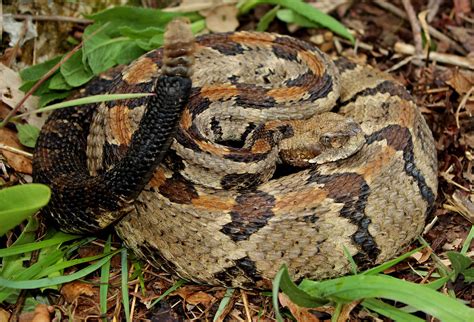 Interesting Facts About TIMBER RATTLESNAKE in the Wild - Animal Media ...