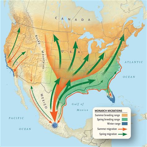 Monarch Migration Map | Monarch butterfly, Monarch, Monarch butterfly ...