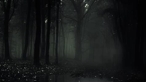 Slender Man Forest