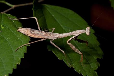 Carolina Mantis: Facts, Description, and Pictures