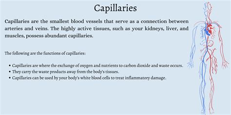 What are the Three Types of Blood Vessels and Their Functions? - First ...