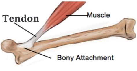 Tendon - Assignment Point