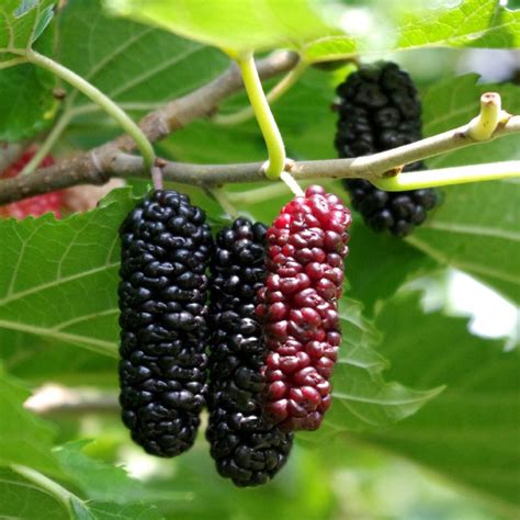 Illinois Everbearing Mulberry Tree - Stark Bro’s