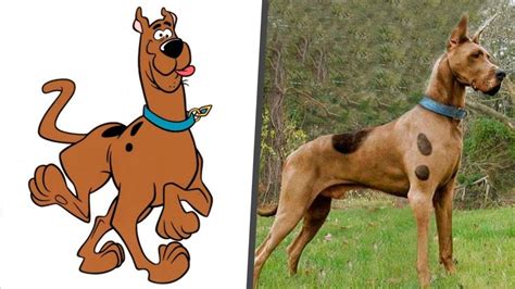 Quelle Est La Race De Scooby Doo | AUTOMASITES