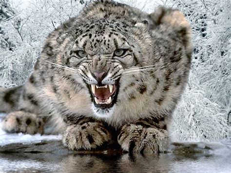 Big wild cats |Funny Animal