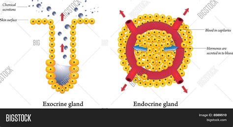 Exocrine Endocrine Image & Photo (Free Trial) | Bigstock