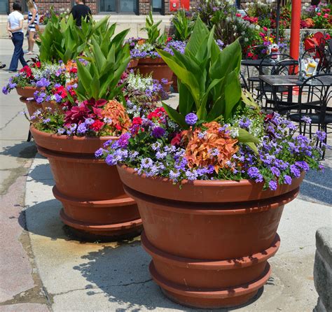 large containers, summer annuals, full sun, repetition of design ...