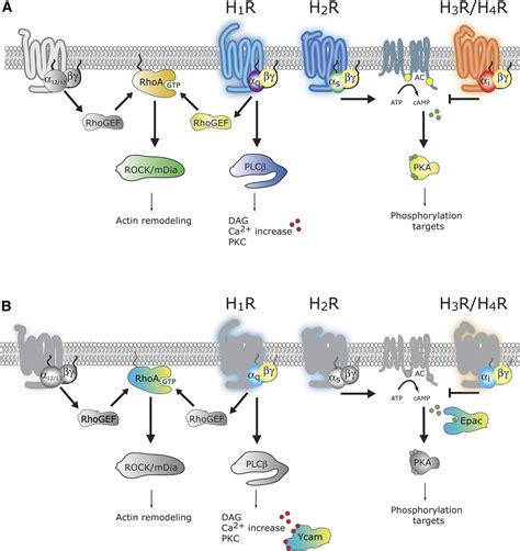 Quantitative Single-Cell Analysis of Signaling Pathways Activated ...