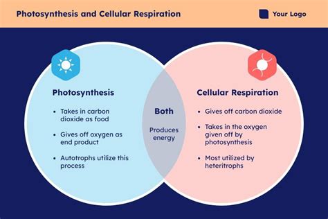 Photosynthesis And Respiration Diagram