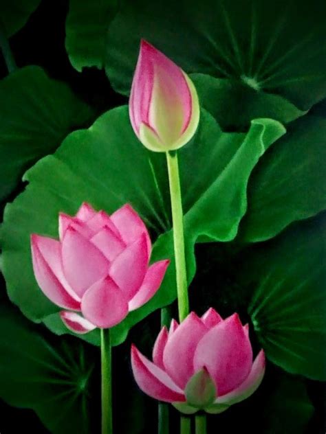 Lotus Painting