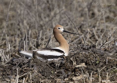 American Avocet Pair Beginning Their Nesting Activities – Feathered ...