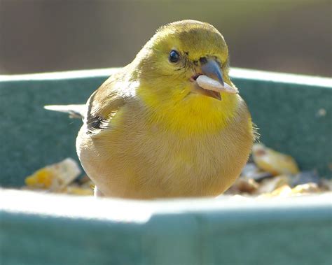 Non-breeding male American Goldfinch - FeederWatch