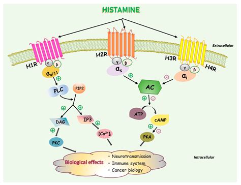 Biomolecules | Free Full-Text | Pathophysiological Roles of Histamine ...