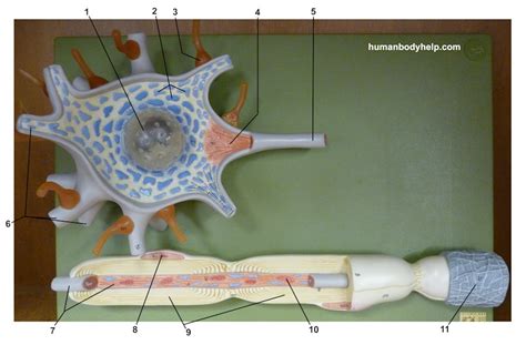 lower extremity peripheral nerves