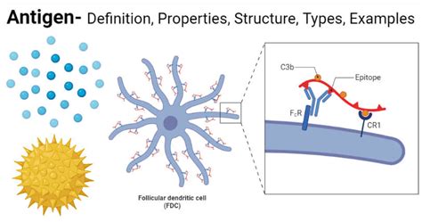 Antigen: Properties, Structure, Types, Examples