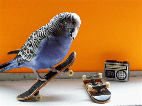 Funny Budgies Nice Pictures 2012 - Pets Cute and Docile