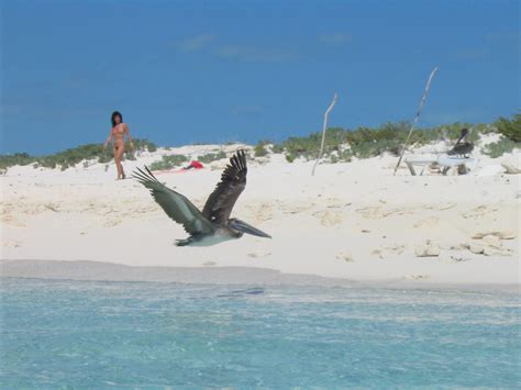 Cayo Largo, Cuba '05 | Pellicano in volo con turista sullo s ...