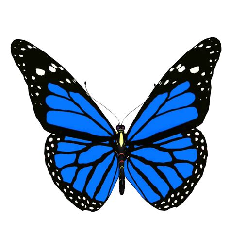 Blue Animated Butterfly PNG Photo