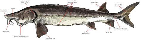 Ancient Fish Science: All About The World's 27 Sturgeon and Paddlefish ...