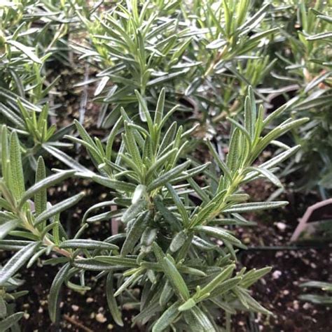 Rosemary- ‘ARP’ (plant) - Seeds2Plate