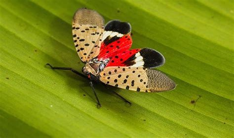 Tree-killing spotted lanternfly has been found in 8th N.J. county ...