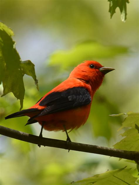 What Is This Bright Red Robin-sized Bird with Black Wings? | Natural ...