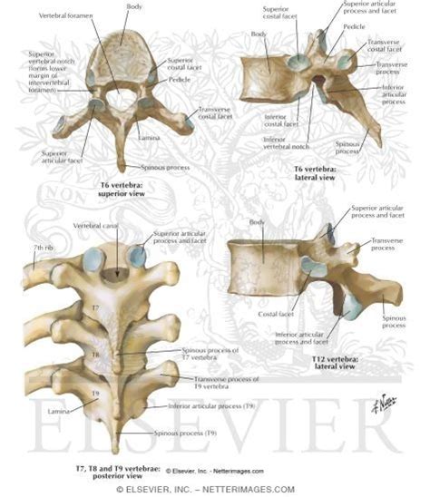 Thoracic Vertebra Labeled