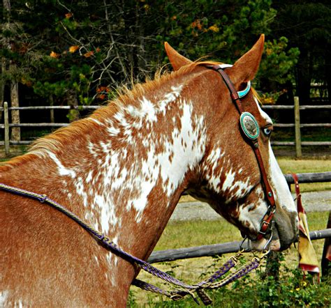 Chestnut Sabino Paint Horse by EquineGhost on DeviantArt