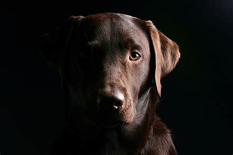 HD wallpaper: adult chocolate Labrador retriever, dog, muzzle, shadow ...