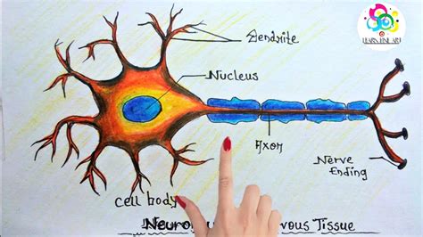 Nervous Tissue Diagram