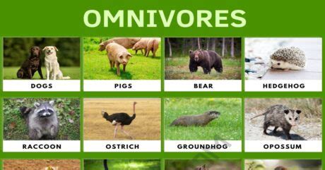 Omnivore: List of Amazing Animals that Are Omnivores • 7ESL