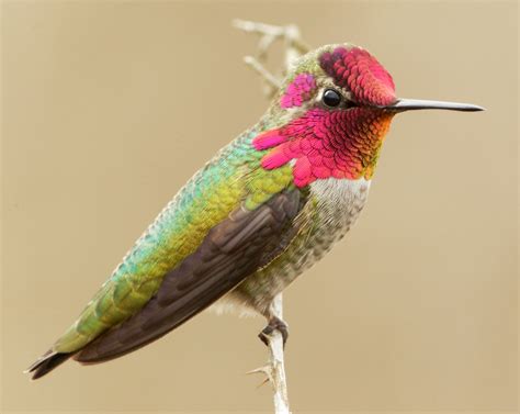 Anna's Hummingbird | Anna's Hummingbird near Dawson Creek Pa… | Flickr